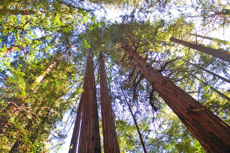 Redwood trees reaching up into the sky