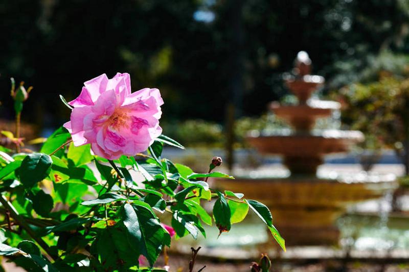 A pink flower at Harry P Leu Gardens.